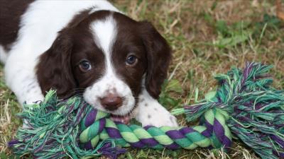 幼犬细小症状（犬细小病毒有什么症状你知道吗）