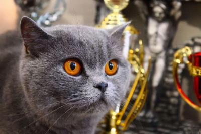 英短蓝猫图片大全（英短蓝猫有这7个优点）