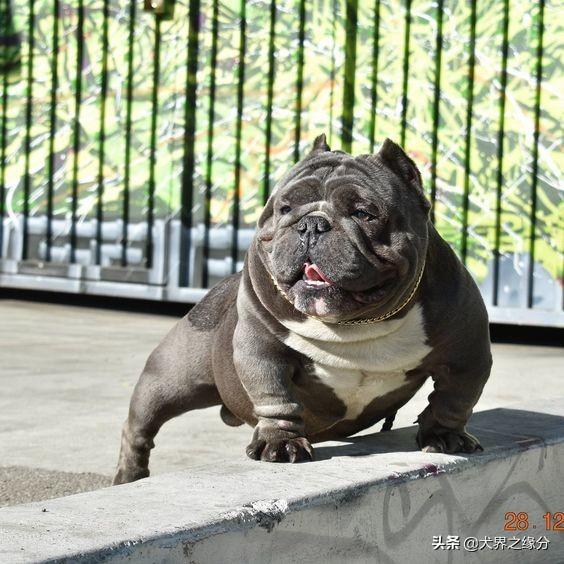 美国恶霸犬的优点和缺点（恶霸犬什么颜色最不值钱）