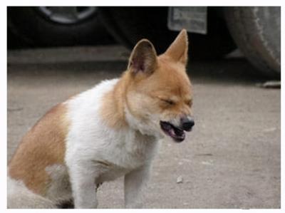 狗狗便秘怎么办