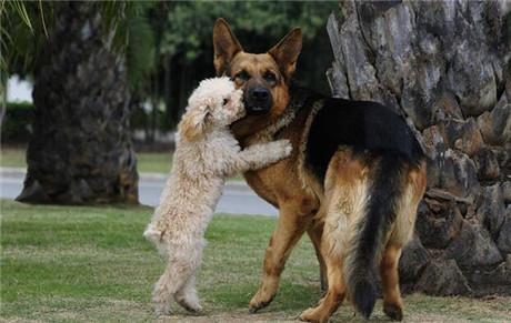 德国牧羊犬吃活的才健康（详解：喂养德国牧羊犬的几个步骤）