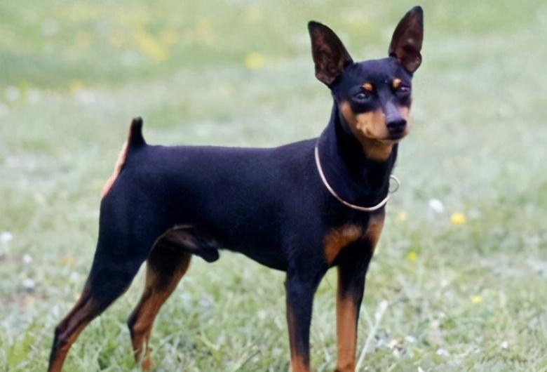 价格便宜的宠物狗幼犬品种有哪些（盘点2023便宜的小型宠物狗）