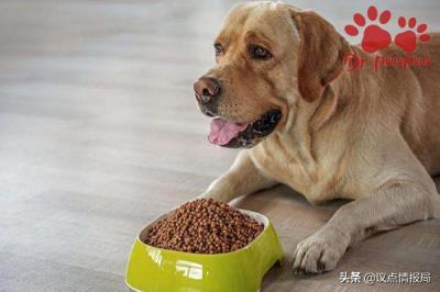 狗喘粗气像哮喘一样（狗狗哮喘有什么症状）