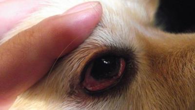 狗狗身患疾病的几大表现(狗狗内脏受损5大征兆)