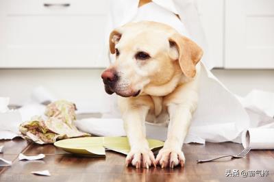 狂犬疫苗可以推迟一天打吗(一起来看看狗狗打疫苗的常见问题)