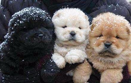 松狮犬怎么看品相（详解：纯种松狮犬特征介绍）