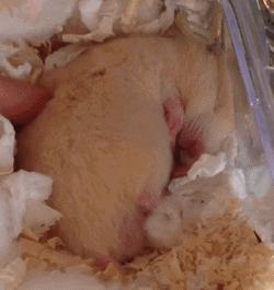 金丝熊怎么养才亲近主人（详解：新手如何获得金丝熊的信任）