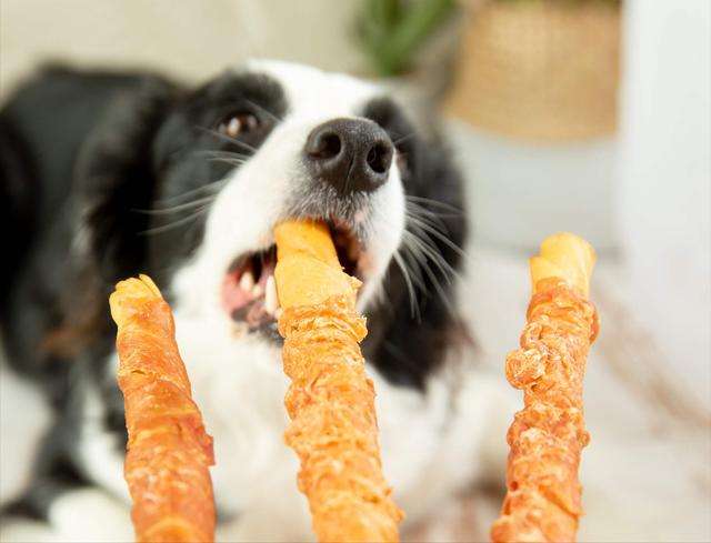 狗狗“拆家”屡教不改,别急着打,针对原因好解决