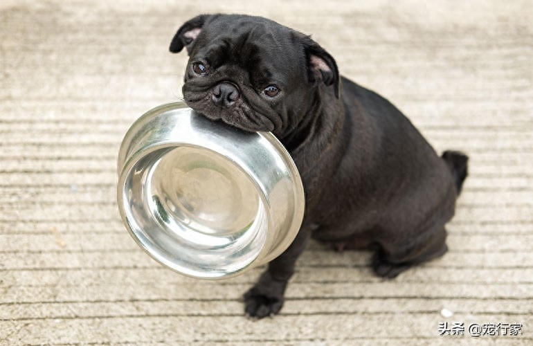 狗狗脑子每天在想什么（附：7件狗狗白天都会想的事情）