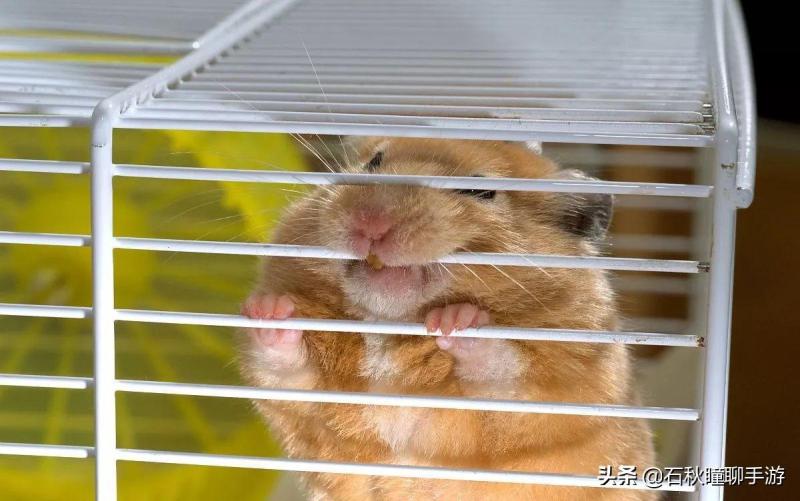 仓鼠会嫌弃笼子小而生气吗(详解:让仓鼠感到舒服的动作)