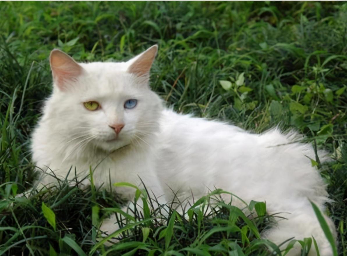 建议新手养的7种猫（最适合家养的猫有哪些）