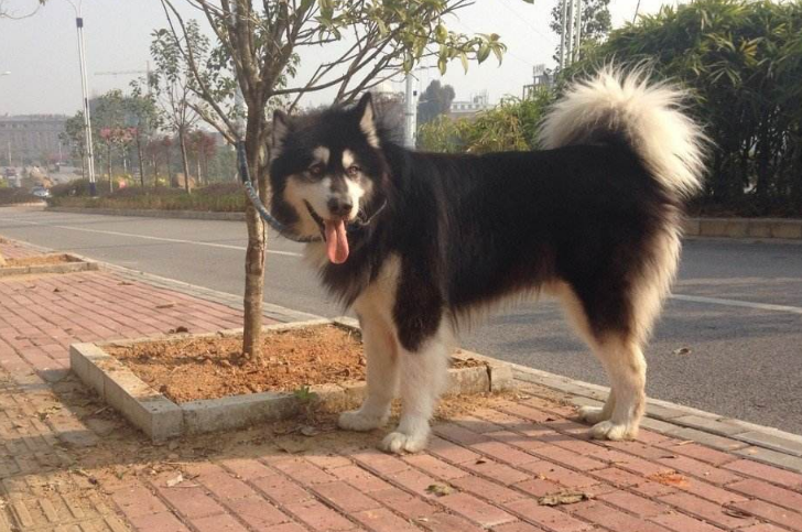 建议不养阿拉斯加的6大理由（阿拉斯加怎么养）