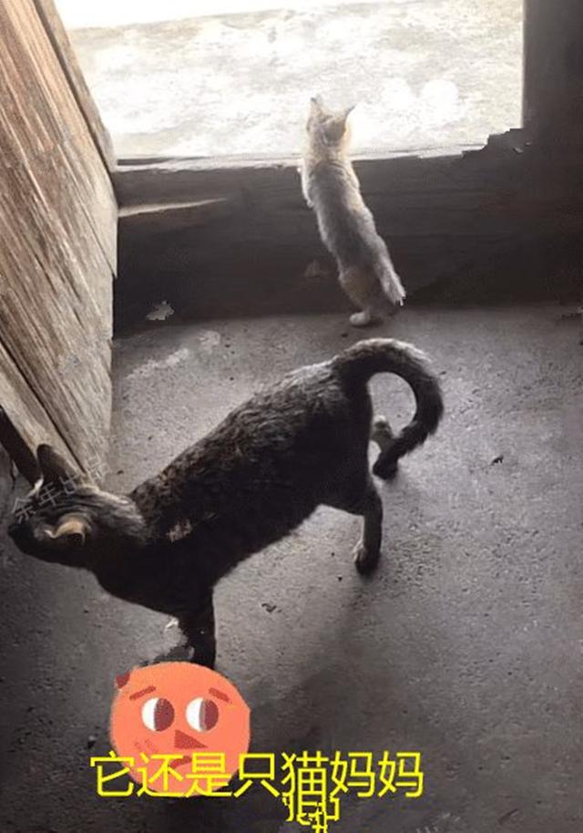 家猫会吃兔子吗(家养猫会吃兔子吗)