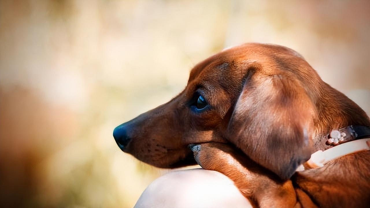不养腊肠犬的7大原因(详解:腊肠犬为什么被禁养)