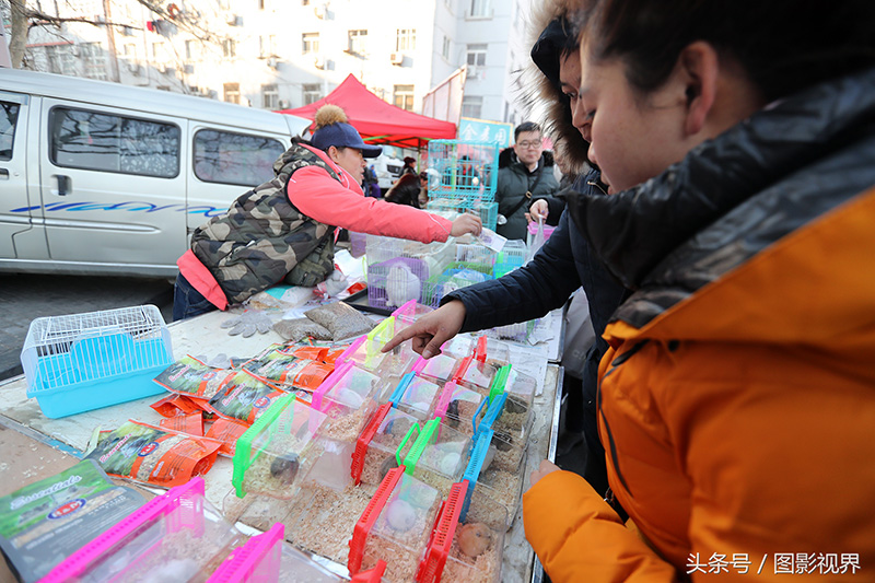 为何不建议仓鼠做宠物（注意：新手养仓鼠必知）