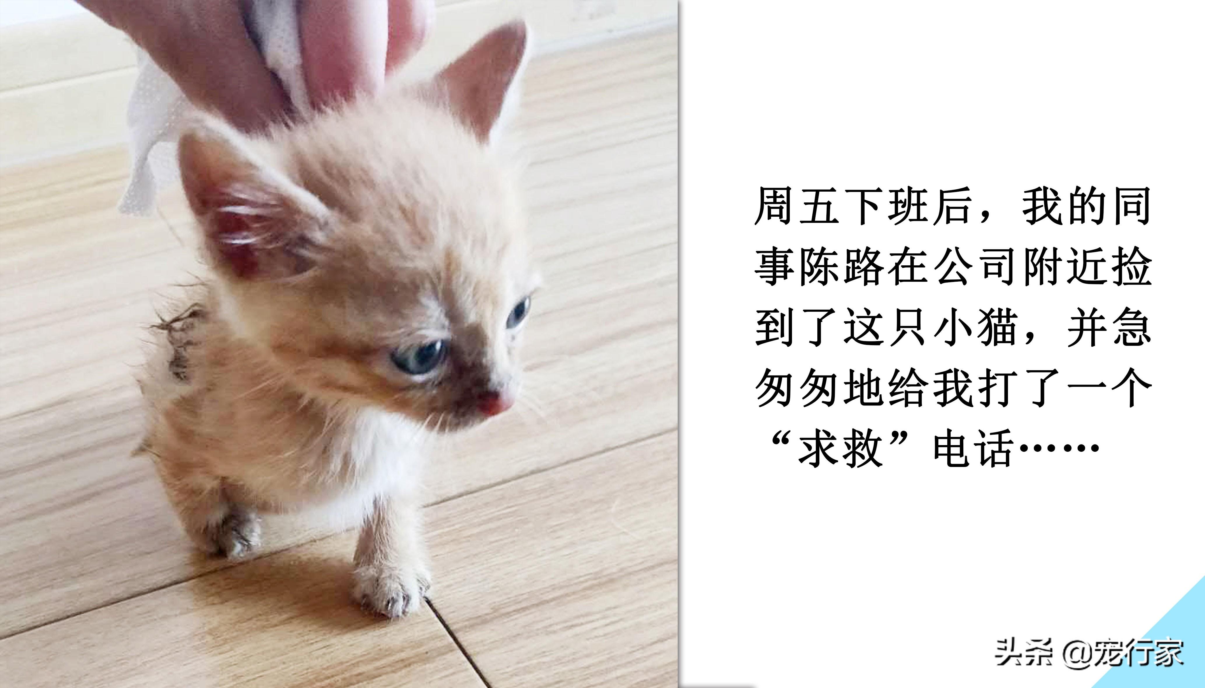 10天小猫没妈妈怎么养（15天左右小猫怎么喂能养活吗）