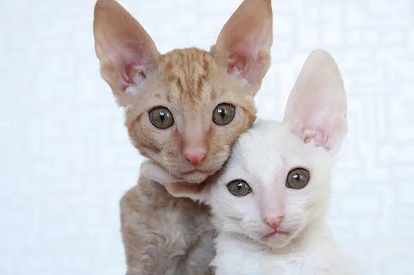 不掉毛的猫品种介绍（暹罗猫掉毛吗）