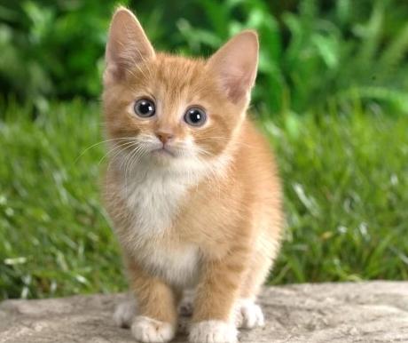 干性猫传腹发病会有哪些明显症状