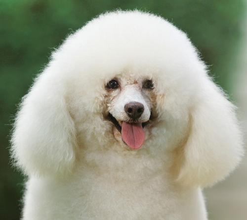 雪纳瑞一般在哪两次大换毛