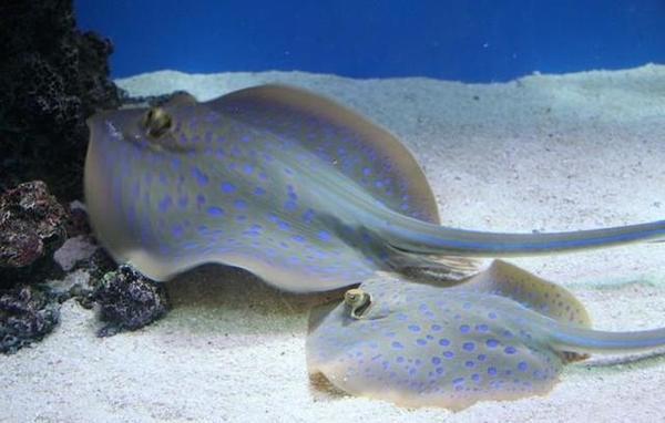 淡水观赏鱼种类大全及名字及图片（淡水观赏鱼排行榜）