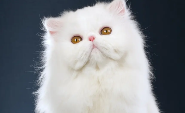 养猫技巧：猫咪体内、体外驱虫可以一起吗？