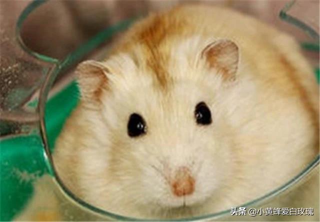 仓鼠是杂食动物还有啥东西不能吃(详解：仓鼠最怕的3种食物)