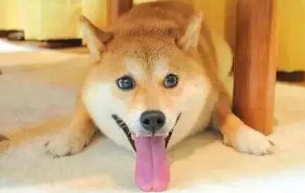 柴犬咳嗽了怎么办