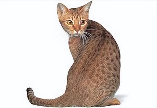 猫的图片大全大图侧面（看图识小猫猫品种大全）