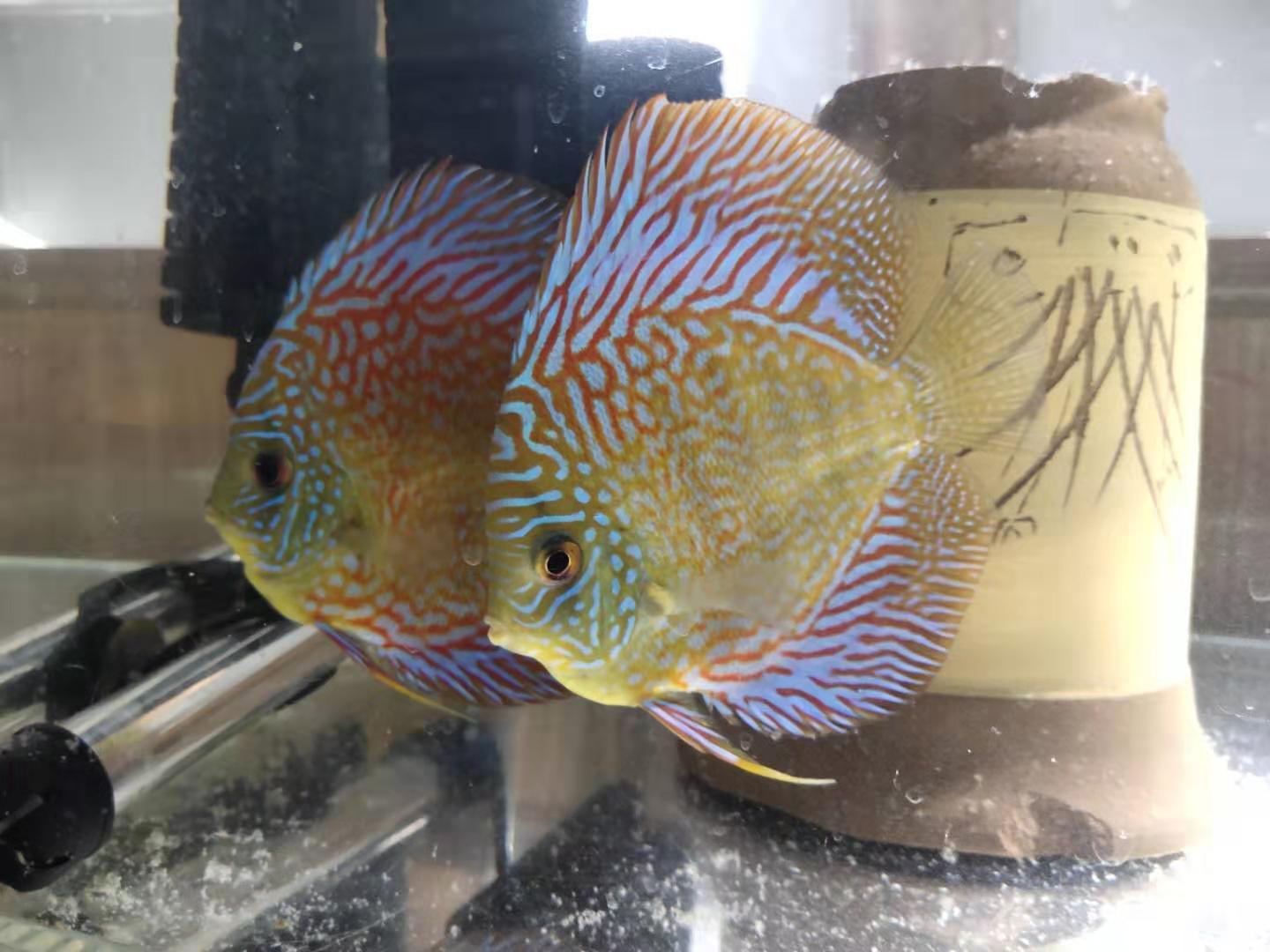 七彩神仙鱼好养吗（详解：七彩神仙鱼有效饲养方法）