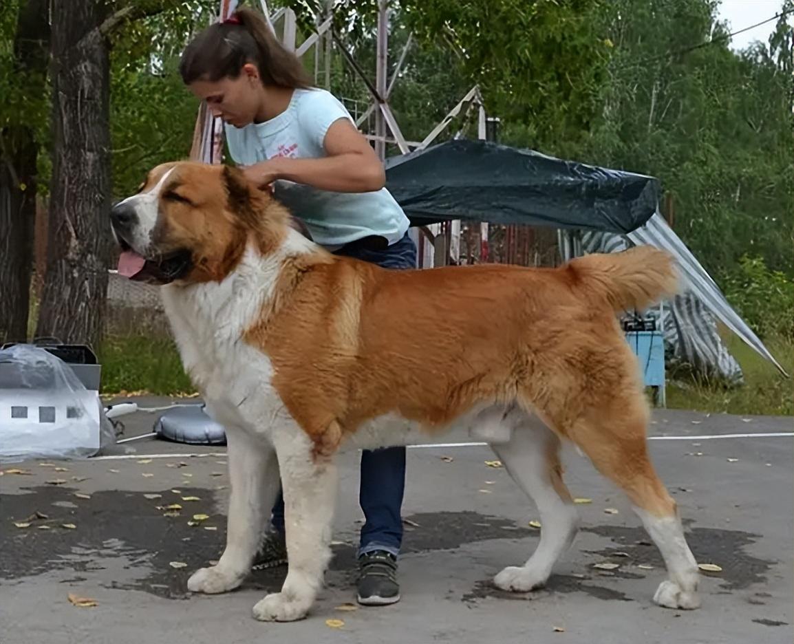 中亚犬的优缺点及性格（犬种百科之中亚牧羊犬）