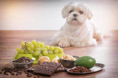 狗狗可以吃花生吗(你知道狗狗不能吃哪些食物吗)