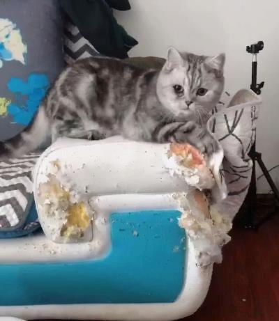 成年猫粮幼猫可以吃吗（猫咪多大算成年呢）