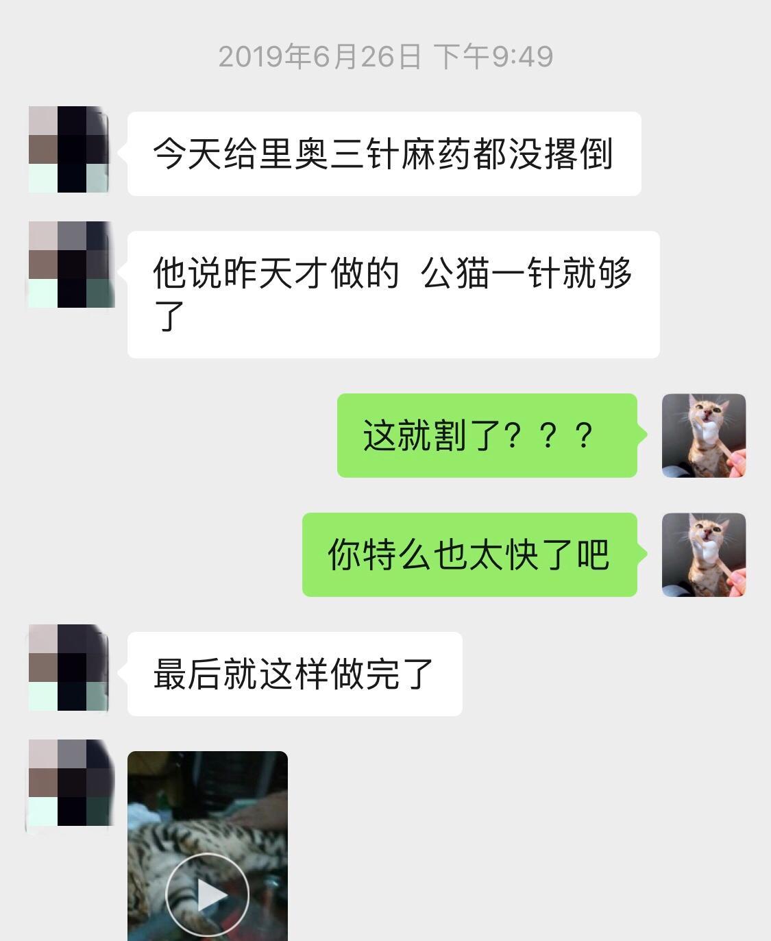 公猫绝育还长个子吗（公猫绝育早会影响骨骼发育其费用高昂）