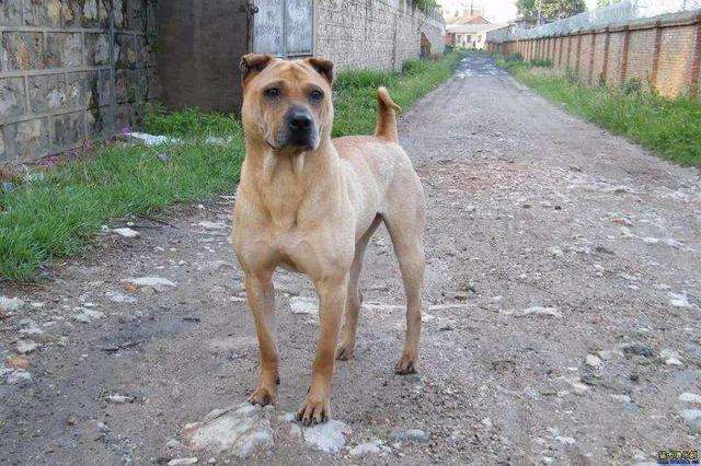 中国本土霸气的“骨嘴沙皮犬”,是国人的骄傲