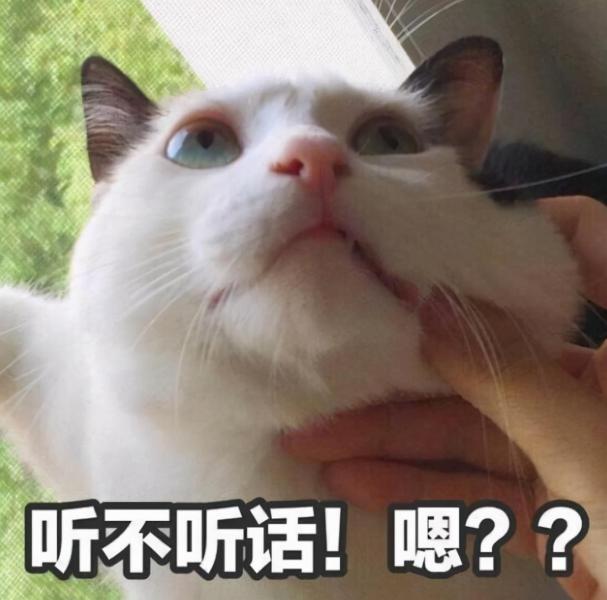 布偶绝对不能养公猫的理由（盘点布偶最难过的3个表现）