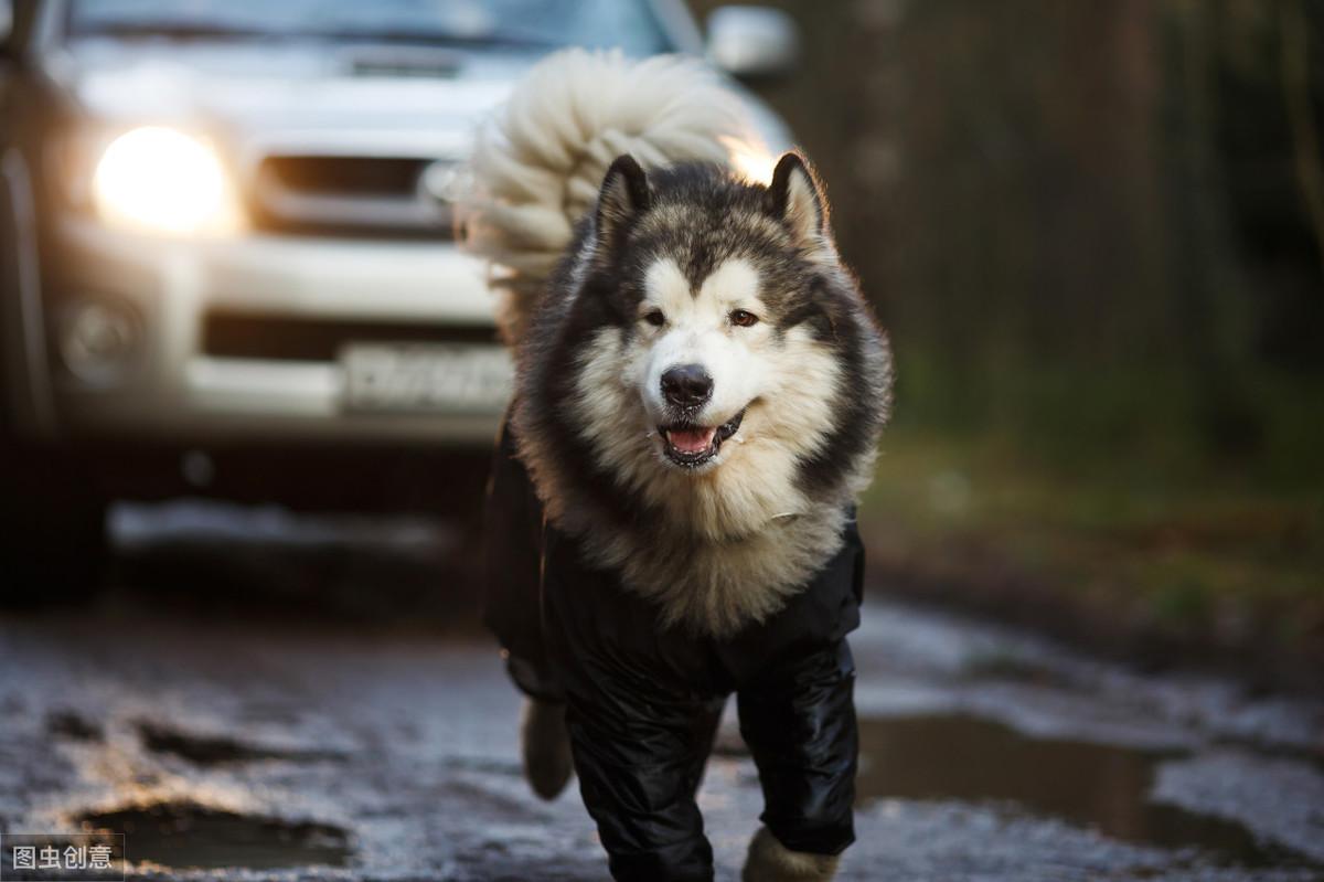 三傻阿拉斯加雪橇犬怎么养