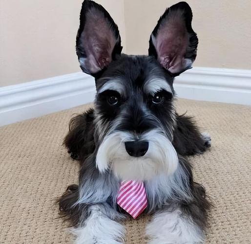 带你取老头狗的别名（长的像小老头的狗叫什么）