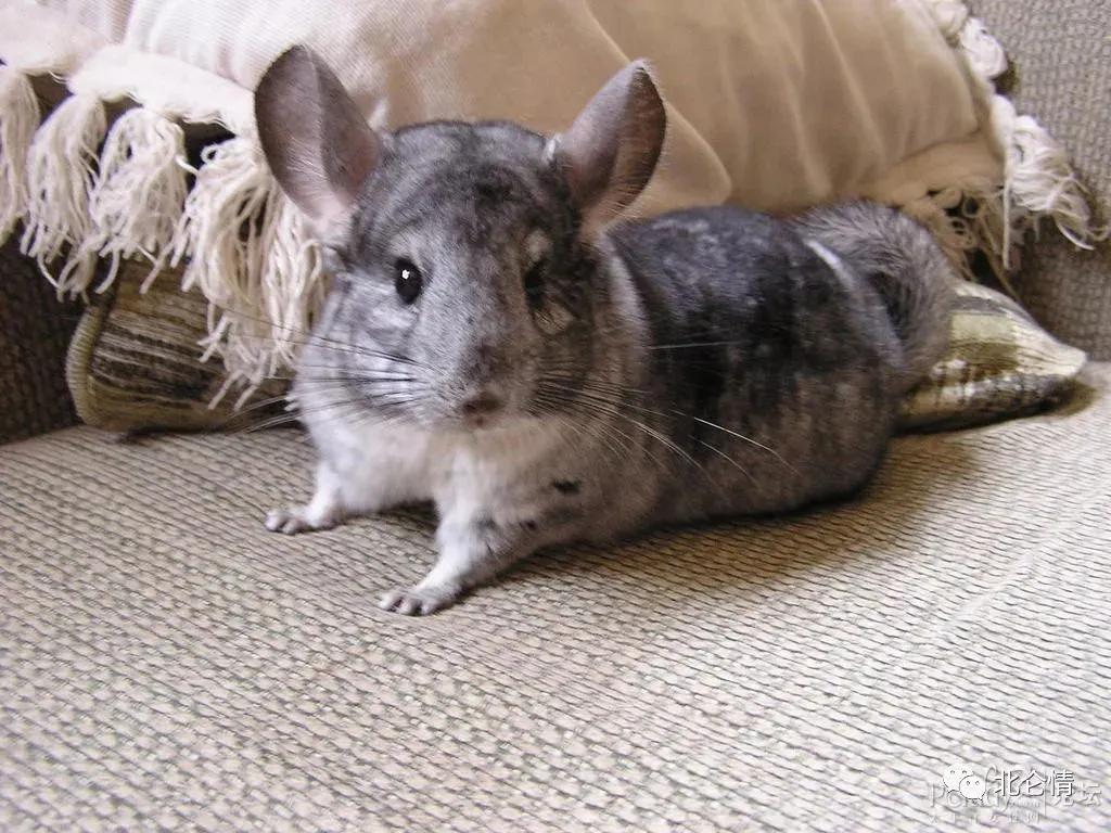 适合小孩子养迷你宠物推荐（小孩养什么宠物最安全）