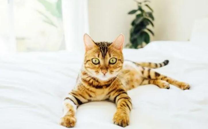 猫咪摇尾巴代表什么意思