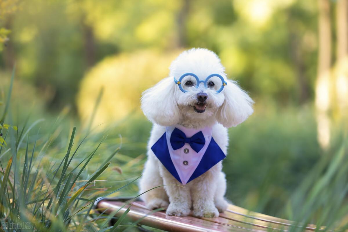 受欢迎的10种小型犬寿命有多长（附：小型犬品种大全图）