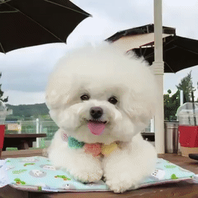 比熊一到12个月变化图有吗（附：比熊0-12月龄变化和体重的对照）