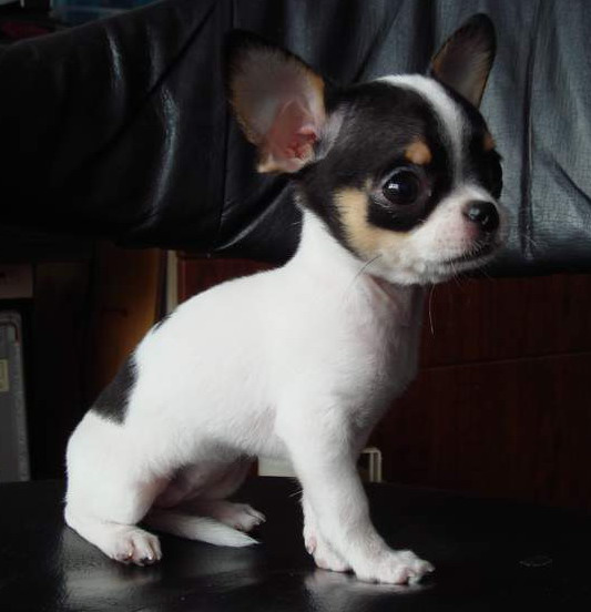 宠物犬排名及图片大全（宠物犬种类大全及名称）