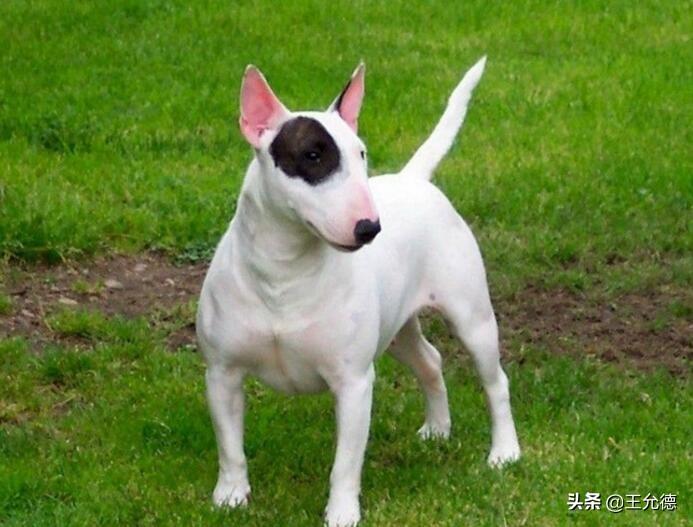 分享不养牛头梗的三个理由（详解：牛头梗为什么禁养）