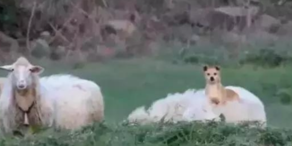 牧羊犬骑在羊身上巡视的样子真好玩 这不是“皮皮羊 走起！”