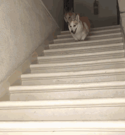 养柯基的九大好处和坏处（柯基犬的优缺点有哪些）