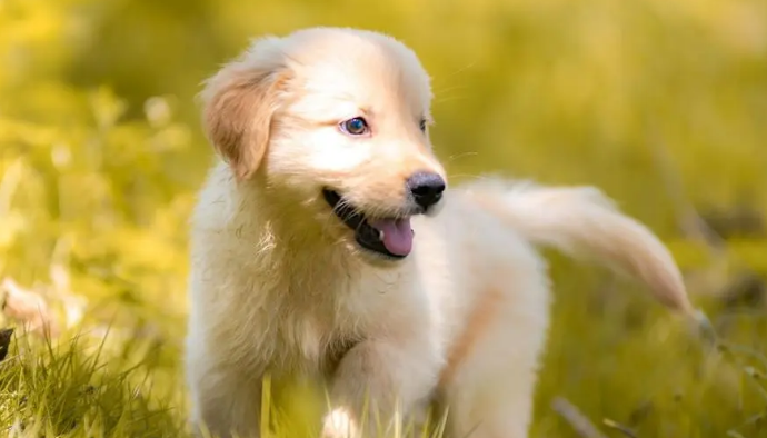 狗狗吃韭菜会中毒 多少会致死