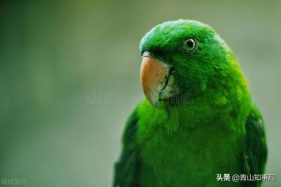 玄凤鹦鹉多大教他说话（刚开始怎么教鹦鹉说话）