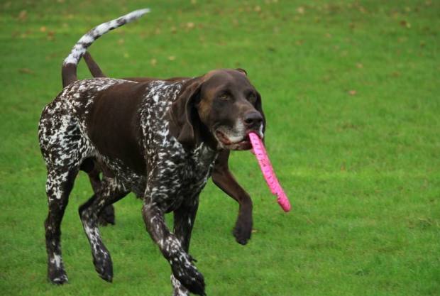 最适合家养的大型猛犬介绍（详解：大型犬哪种好养）