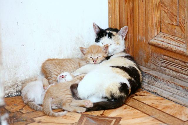 母猫不做绝育会怎么样(母猫不做绝育能活多久)