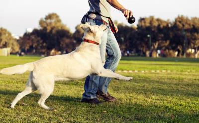 狗狗恨透主人的十种表现